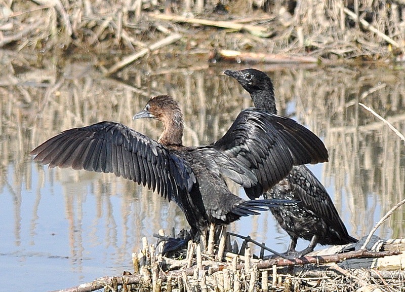 Marangone minore - Phalacrocorax pygmeus